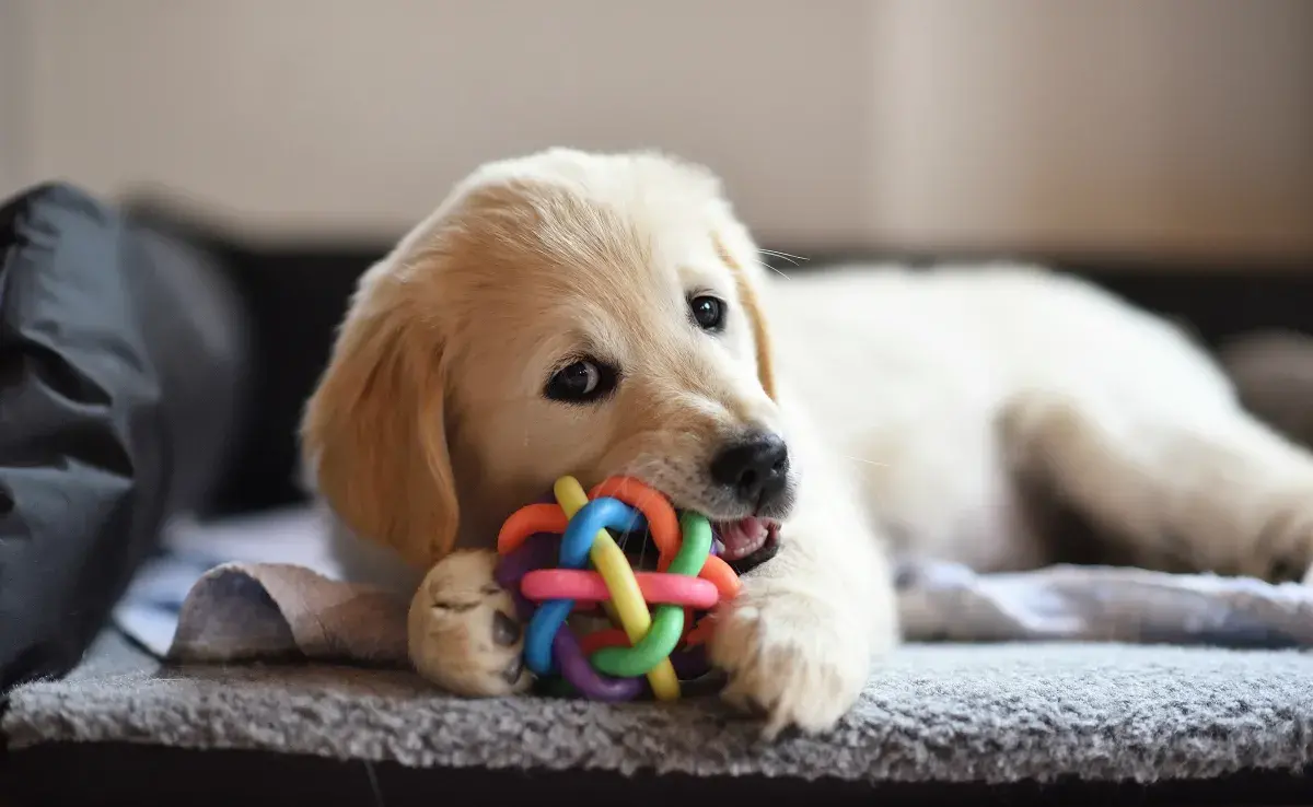 Juguetes para perros ansiosos sales